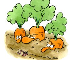 Funny carrots